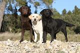 LABRADOR 599